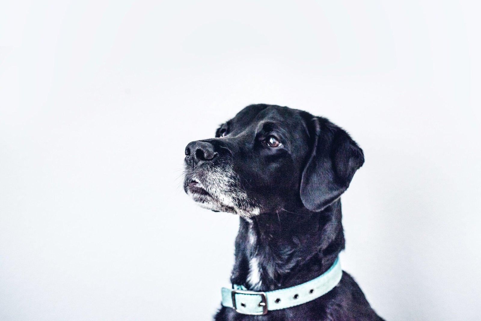 senior dog multivitamins older black dog with graying muzzle looking up