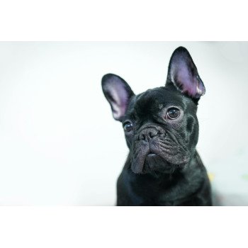 curious dog tilting head asking what are dog supplements