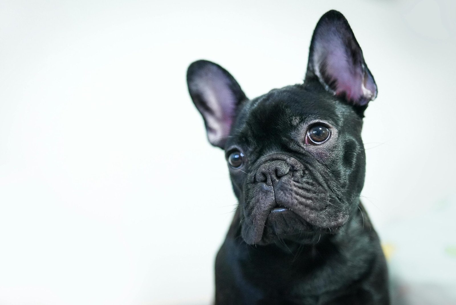 curious dog tilting head asking what are dog supplements