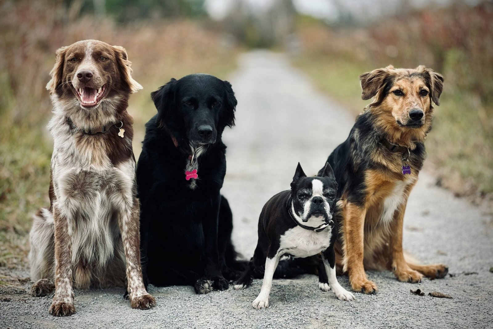 four dogs of differing age and breed on outdoor path representing dog supplements for age and breed