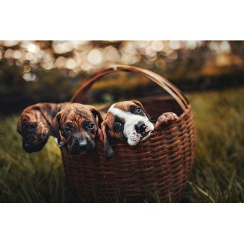 puppy multivitamins three puppies in wicker basket