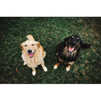 two very happy dogs sitting outside and smiling because they take adult dog multivitamins