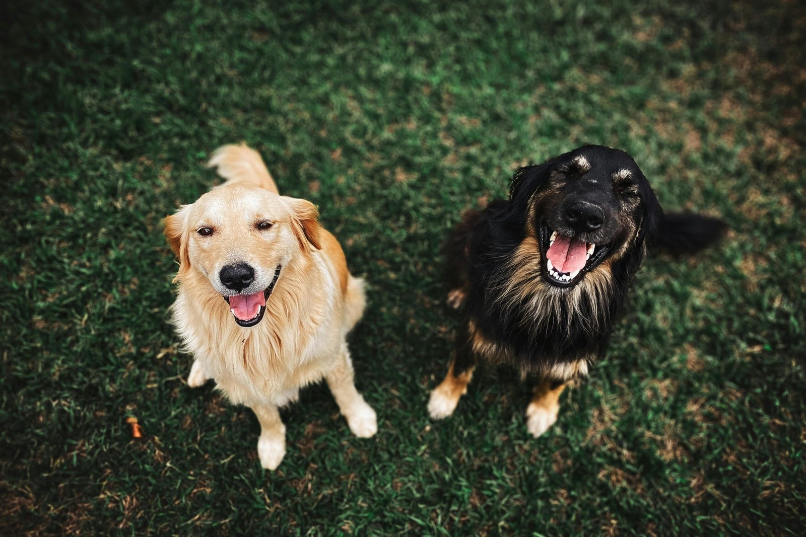 two very happy dogs sitting outside and smiling because they take adult dog multivitamins