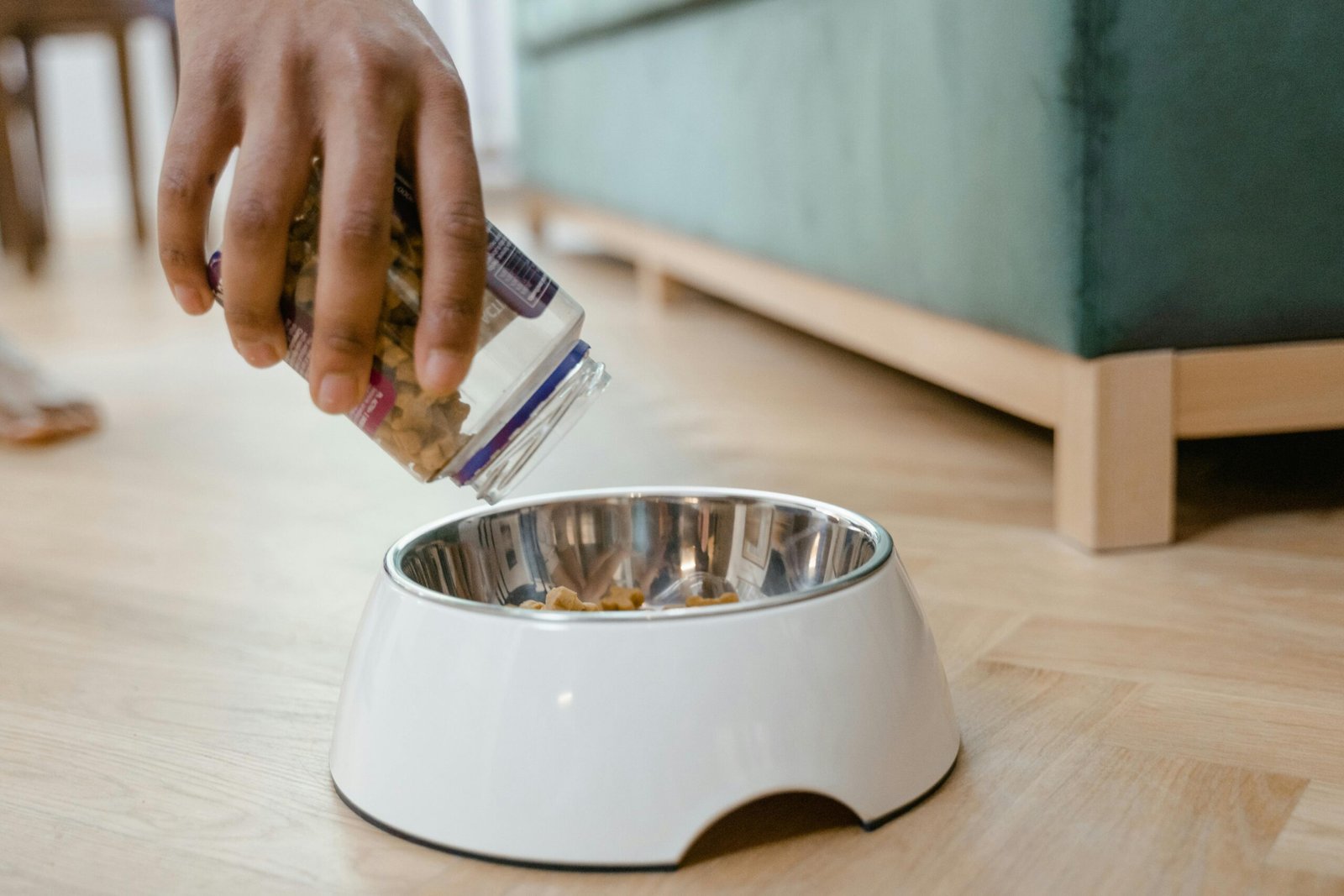 introduce dog supplements hand adding supplement pieces into dog food bowl