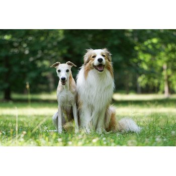 breed-specific multivitamins for two different dog breeds sitting outdoors