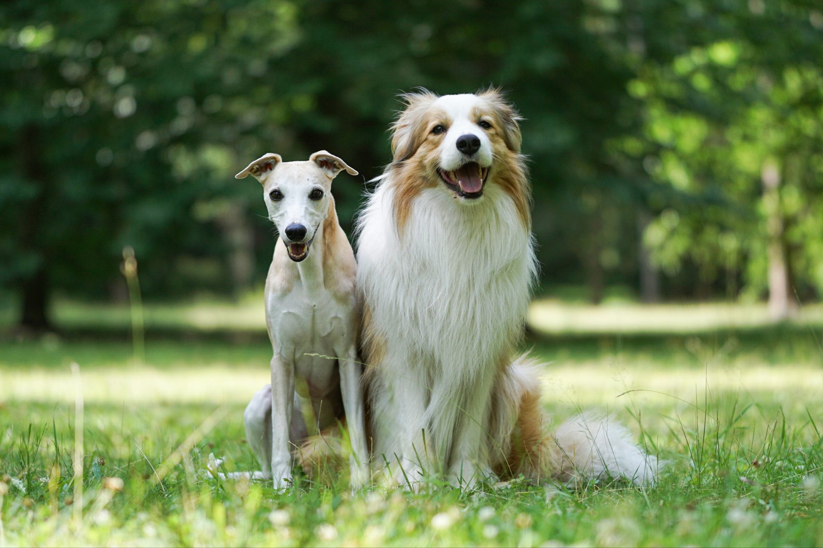 breed-specific multivitamins for two different dog breeds sitting outdoors