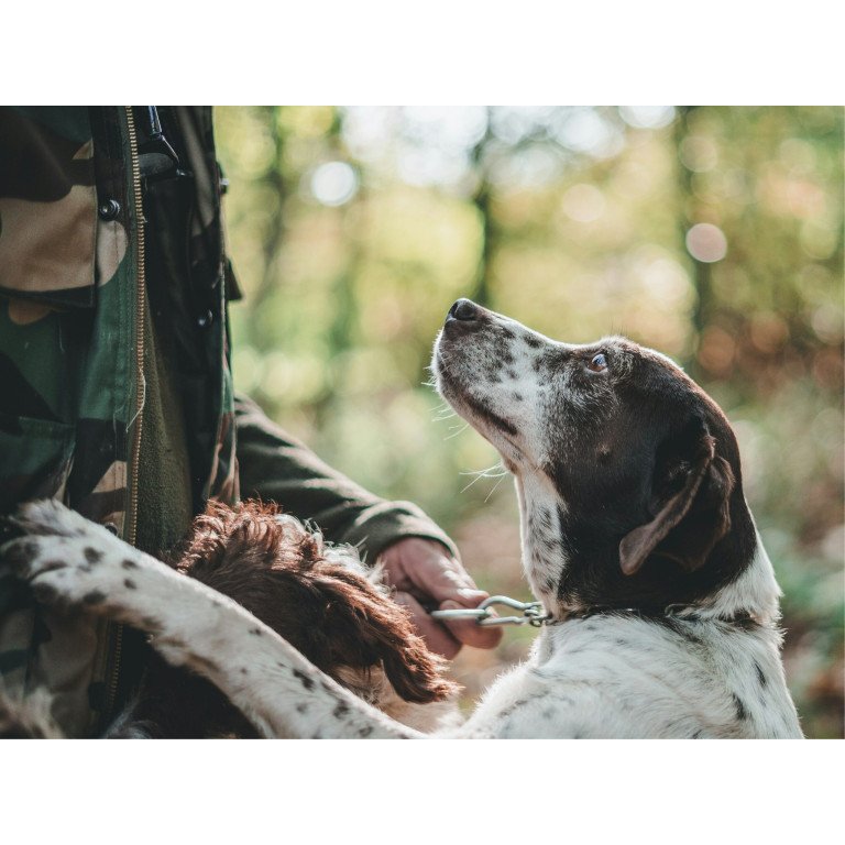 white and brown spotted dog on leash looks up at person in camo jacket in forest