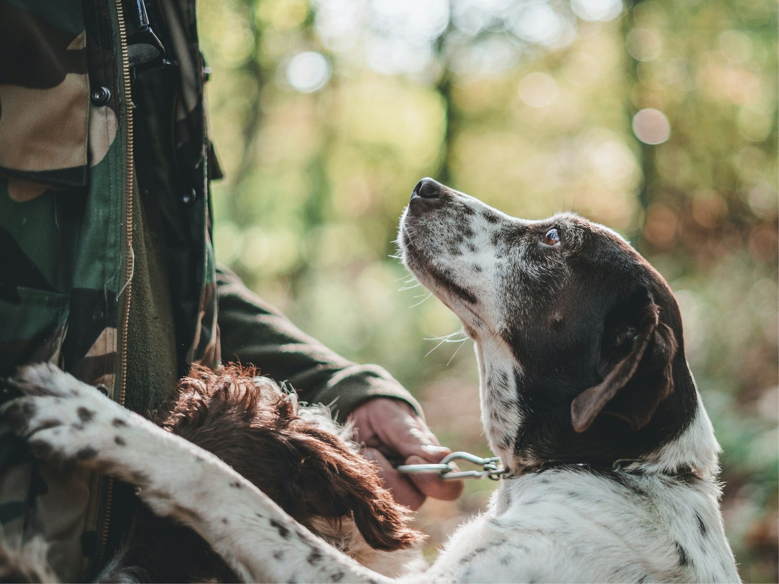 white and brown spotted dog on leash looks up at person in camo jacket in forest